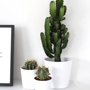 plant-bundle