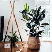 indoor