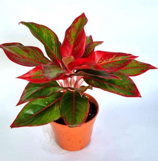 Aglaonema Red (Aglaonema spp.) – potsandplants.ae