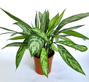 Aglaonema Silver Queen (Aglaonema spp.) – potsandplants.ae