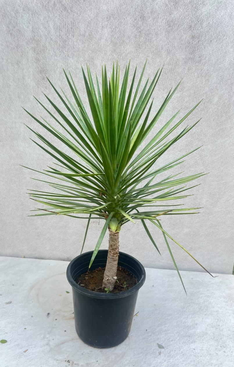 yucca