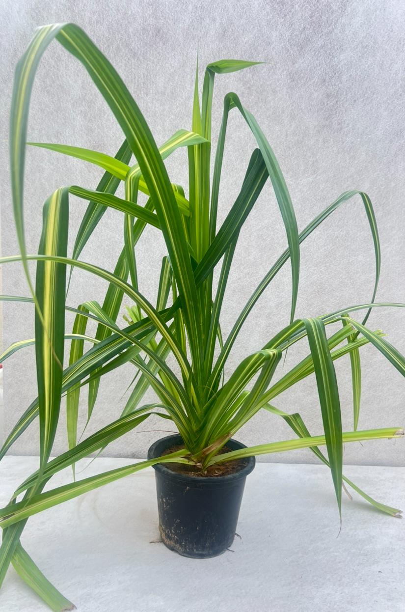 pandanus