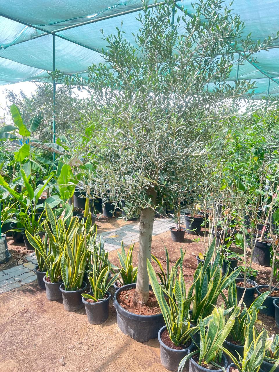 Olive Tree