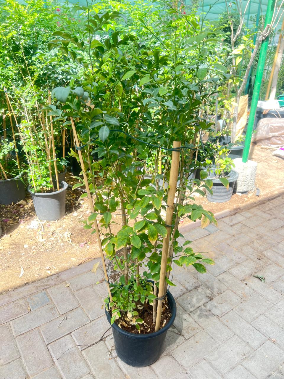 Murraya Tree